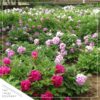 Live Flowering Perennial Peony - Jadwiga - Beautiful Blooms and Color - 20" Tall by 8" Wide in 3 Quart Pot - Image 9