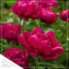 Live Flowering Perennial Peony - Paul M Wild - Beautiful Blooms and Color - 20" Tall by 8" Wide in 3 Quart Pot - Image 6