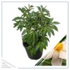 Live Flowering Perennial Peony - White Wings - Beautiful Blooms and Color - 20" Tall by 8" Wide in 3 Quart Pot - Image 4