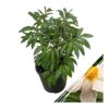 Live Flowering Perennial Peony - White Wings - Beautiful Blooms and Color - 20" Tall by 8" Wide in 3 Quart Pot - Image 3