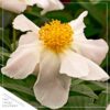 Live Flowering Perennial Peony - White Wings - Beautiful Blooms and Color - 20" Tall by 8" Wide in 3 Quart Pot - Image 5