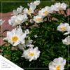 Live Flowering Perennial Peony - White Wings - Beautiful Blooms and Color - 20" Tall by 8" Wide in 3 Quart Pot - Image 6