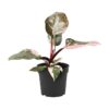 Proven Winners® leafjoy® Prismacolor™ Pink Princess (Philodendron Hybrid) - Beautiful Climbing Houseplant - 8-12" Tall by 6-8" Wide in 12cm Pot