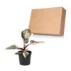 Proven Winners® leafjoy® Prismacolor™ Pink Princess (Philodendron Hybrid) - Beautiful Climbing Houseplant - 8-12" Tall by 6-8" Wide in 12cm Pot - Image 4