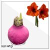 Waxed Amaryllis Bulb - Pink Wax, Blooms Red - Easy Care - No Watering Needed! Beautiful Holiday Decor - Image 9