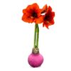 Waxed Amaryllis Bulb - Pink Wax, Blooms Red - Easy Care - No Watering Needed! Beautiful Holiday Decor - Image 3