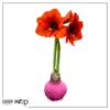 Waxed Amaryllis Bulb - Pink Wax, Blooms Red - Easy Care - No Watering Needed! Beautiful Holiday Decor - Image 10
