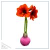 Waxed Amaryllis Bulb - Pink Wax, Blooms Red - Easy Care - No Watering Needed! Beautiful Holiday Decor - Image 17