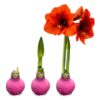 Waxed Amaryllis Bulb - Pink Wax, Blooms Red - Easy Care - No Watering Needed! Beautiful Holiday Decor - Image 4