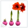 Waxed Amaryllis Bulb - Pink Wax, Blooms Red - Easy Care - No Watering Needed! Beautiful Holiday Decor - Image 18