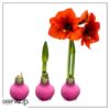 Waxed Amaryllis Bulb - Pink Wax, Blooms Red - Easy Care - No Watering Needed! Beautiful Holiday Decor - Image 11