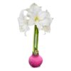 Pink Waxed Amaryllis Bulb - Blooms White!! - No Watering Needed - Beautiful Easter Flowers - Image 7