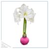 Pink Waxed Amaryllis Bulb - Blooms White!! - No Watering Needed - Beautiful Easter Flowers - Image 8