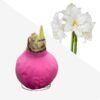 Pink Waxed Amaryllis Bulb - Blooms White!! - No Watering Needed - Beautiful Easter Flowers - Image 9