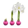 Pink Waxed Amaryllis Bulb - Blooms White!! - No Watering Needed - Beautiful Easter Flowers - Image 11