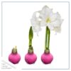 Pink Waxed Amaryllis Bulb - Blooms White!! - No Watering Needed - Beautiful Easter Flowers - Image 15