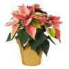 Live Flowering Poinsettia - Marble - Beautiful Holiday Décor - 14" Tall by 8" Wide in 1.25 Quart Pot with Deco Cover