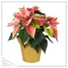 Live Flowering Poinsettia - Marble - Beautiful Holiday Décor - 14" Tall by 8" Wide in 1.25 Quart Pot with Deco Cover - Image 3