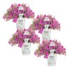 Proven Winners® Calibrachoa - Superbells Doublette Love Swept - 4 Plants Per Pack - Flowering Spring Annual - 6" Tall by 6" Wide in 1.56 PW Pot