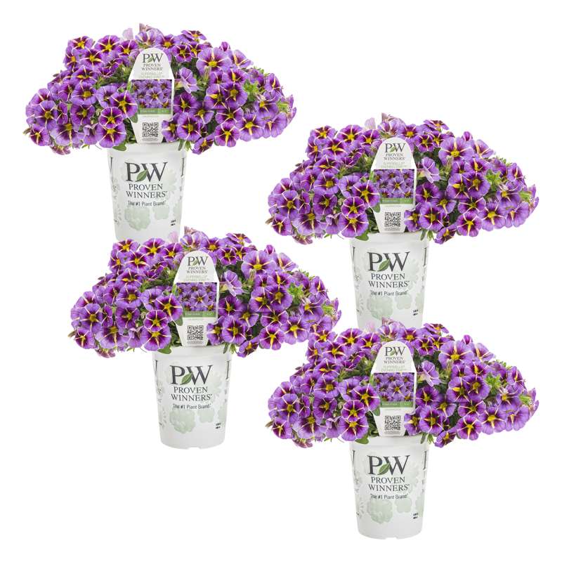 Proven Winners® Calibrachoa – Superbells Evening Star – 4 Proven Winners® Calibrachoa – Superbells Evening Star – 4