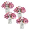 Proven Winners® Calibrachoa - Superbells Holy Cow! - 4 Plants Per Pack - Flowering Spring Annual - 6" Tall by 6" Wide in 1.56 PW Pot