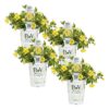 Proven Winners® Calibrachoa - Superbells Lemon Slice - 4 Plants Per Pack - Flowering Spring Annual - 6" Tall by 6" Wide in 1.56 PW Pot