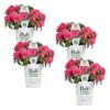 Proven Winners® Impatiens - Rockapulco Coral Reef - 4 Plants Per Pack - Spring Annual Plant - 8" Tall by 4" Wide in 1.56 PW Pot