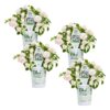 Proven Winners® Impatiens - Rockapulco White - 4 Plants Per Pack - Spring Annual Plant - 8" Tall by 4" Wide in 1.56 PW Pot