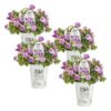 Proven Winners® Impatiens - Rockapulco Wisteria - 4 Plants Per Pack - Spring Annual Plant - 8" Tall by 4" Wide in 1.56 PW Pot