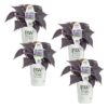 Proven Winners® Ipomoea (Sweet Potato Vine) - Sweet Caroline Jet Black - 4 Plants Per Pack - Trailing Spring Plant - 6" Tall by 6" Wide in 1.56 PW Pot