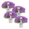 Proven Winners® Petunia - Supertunia Mini Vista Indigo - 4 Plants Per Pack - Flowering Spring Annual - 6" Tall by 6" Wide in 1.56 PW Pot