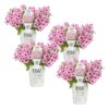 Proven Winners® Petunia - Supertunia Mini Vista Pink Star - 4 Plants Per Pack - Flowering Spring Annual - 6" Tall by 6" Wide in 1.56 PW Pot