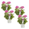 Proven Winners® Zonal Geranium - Boldly Hot Pink - 4 Plants Per Pack - Spring Annual Plant - 8" Tall by 4" Wide in 1.56 PW Pot