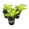 Live Perennial Hosta - Rainforest Sunrise (3 Per Pack) - Beautiful Accent Plant - 10" Tall by 6" Wide in 1 Quart Pot