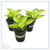 Live Perennial Hosta - Rainforest Sunrise (3 Per Pack) - Beautiful Accent Plant - 10" Tall by 6" Wide in 1 Quart Pot - Image 2