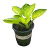 Live Perennial Hosta - Rainforest Sunrise (3 Per Pack) - Beautiful Accent Plant - 10" Tall by 6" Wide in 1 Quart Pot - Image 3