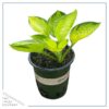 Live Perennial Hosta - Rainforest Sunrise (3 Per Pack) - Beautiful Accent Plant - 10" Tall by 6" Wide in 1 Quart Pot - Image 5