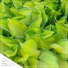 Live Perennial Hosta - Rainforest Sunrise (3 Per Pack) - Beautiful Accent Plant - 10" Tall by 6" Wide in 1 Quart Pot - Image 4