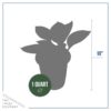 Live Perennial Hosta - Rainforest Sunrise (3 Per Pack) - Beautiful Accent Plant - 10" Tall by 6" Wide in 1 Quart Pot - Image 6