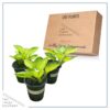 Live Perennial Hosta - Rainforest Sunrise (3 Per Pack) - Beautiful Accent Plant - 10" Tall by 6" Wide in 1 Quart Pot - Image 7