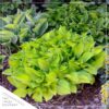 Live Perennial Hosta - Rainforest Sunrise (3 Per Pack) - Beautiful Accent Plant - 10" Tall by 6" Wide in 1 Quart Pot - Image 8
