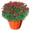 Live Hardy Chrysanthemum in Orange Pumpkin Pot - Red - Colorful Fall Mums - 15" Tall by 12" Wide in 3 Qt Deco Pot