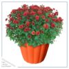 Live Hardy Chrysanthemum in Orange Pumpkin Pot - Red - Colorful Fall Mums - 15" Tall by 12" Wide in 3 Qt Deco Pot - Image 2