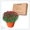 Live Hardy Chrysanthemum in Orange Pumpkin Pot - Red - Colorful Fall Mums - 15" Tall by 12" Wide in 3 Qt Deco Pot - Image 5