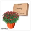 Live Hardy Chrysanthemum in Orange Pumpkin Pot - Red - Colorful Fall Mums - 15" Tall by 12" Wide in 3 Qt Deco Pot - Image 10