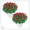 Live Hardy Chrysanthemums in White Pumpkin Deco Pot - Red Mums (2 Plants Per Pack), Beautiful Fall Color, 15" Tall by 12" Wide - Image 2