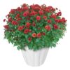 Live Hardy Chrysanthemums in White Pumpkin Deco Pot - Red Mums (2 Plants Per Pack), Beautiful Fall Color, 15" Tall by 12" Wide - Image 3