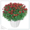Live Hardy Chrysanthemums in White Pumpkin Deco Pot - Red Mums (2 Plants Per Pack), Beautiful Fall Color, 15" Tall by 12" Wide - Image 4