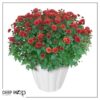 Live Hardy Chrysanthemums in White Pumpkin Deco Pot - Red Mums (2 Plants Per Pack), Beautiful Fall Color, 15" Tall by 12" Wide - Image 11