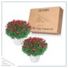 Live Hardy Chrysanthemums in White Pumpkin Deco Pot - Red Mums (2 Plants Per Pack), Beautiful Fall Color, 15" Tall by 12" Wide - Image 7